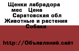 Щенки лабрадора 2,5 мес › Цена ­ 15 000 - Саратовская обл. Животные и растения » Собаки   